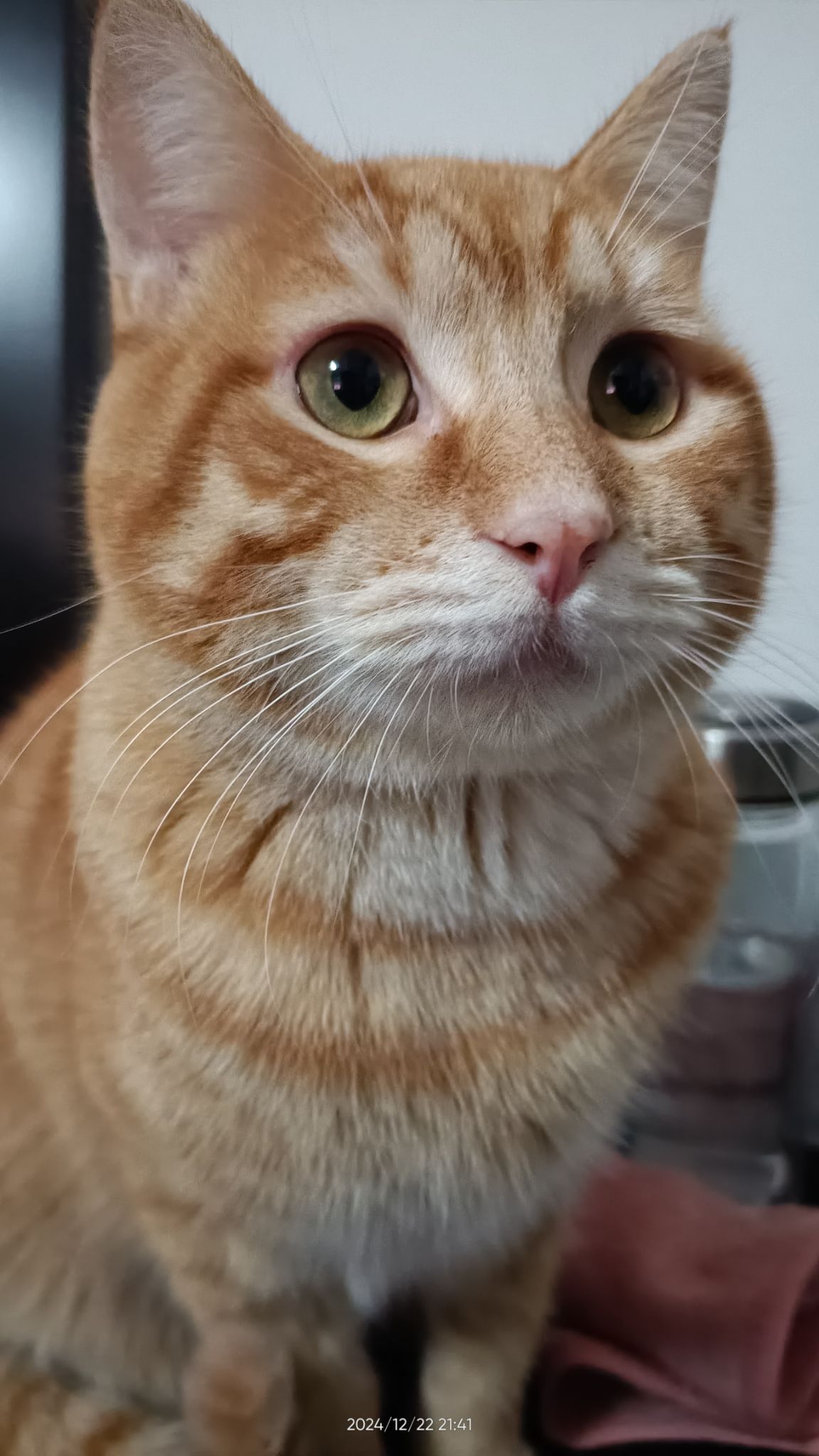 IMG20241222214143